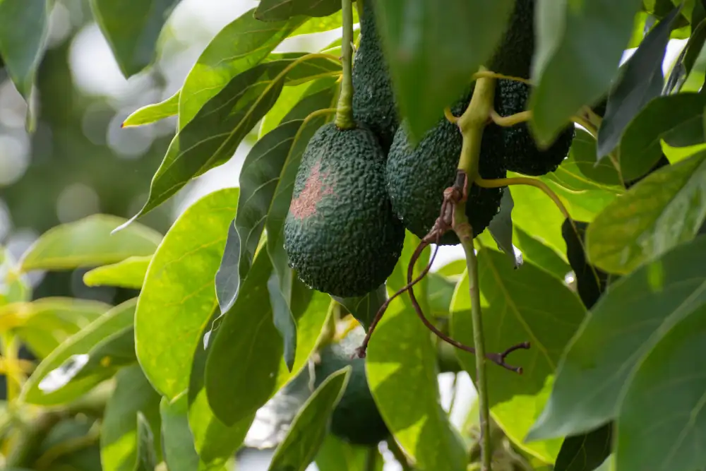 Avocado hängen an einer Avocadopflanze
