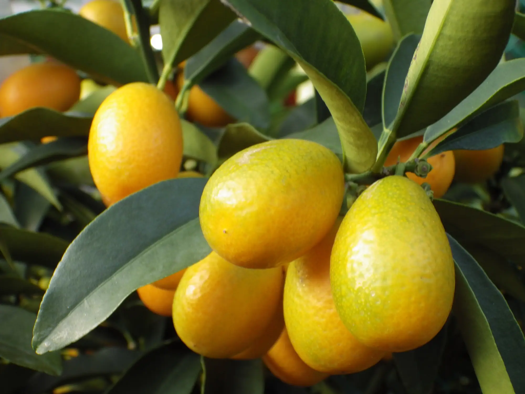 Gesunde Kumquat an einem Kumquat-Baum
